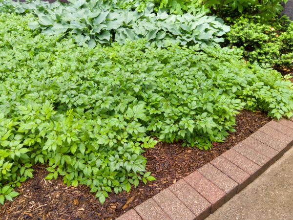 Cost of Brick Hardscaping in Clarkston